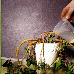 Fast Rooting Plant Nutrient Solution Plant Growth Enhancer Fertilizer for Garden Hydroponic Potted Flower Bonsai Growth