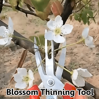 Agriculture Thinning Scissors Double-port Fruit And Flower Thinning Shears Multi-use Pruning Fruit Tree Pruning Tools