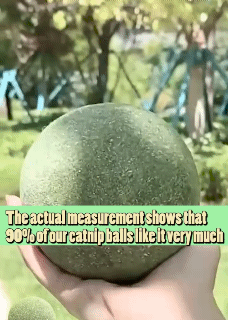 Huge Natural Catnip Gall Ball Teasing Cat Toy Cat Mint Ball Toy Big Mac Mint Ball Toy for Kitten Giant Catnip Ball