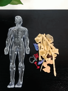 3D Human Body Torso Model, Anatomy, Skeleton, Removable, Simulation, Organ and Skeleton, Detachable Body Models