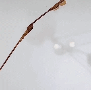 2pcs 100g Ceramic Paste Floor Tile Adhesive Tile Repair Agent Tub Tile and Shower Repair Kit Porcelain Repair Kit for Crack Chip