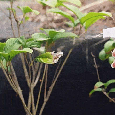 300ml General Purpose Horticultural Antibacterial Nutrient Solution Treatment and prevention of root rot, leaf blight, black spot and other plant diseases