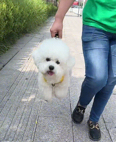 Pet leash vest chest strap explosion-proof reflective strap No leash