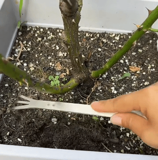 2Pcs Stainless Steel 3-Prong Bonsai Roots Rake