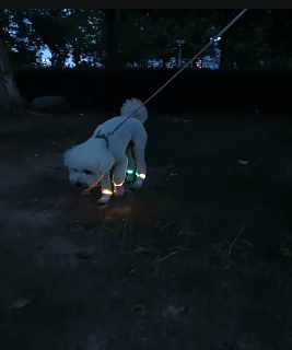 Pet Four-Season LED Glow-in-the-Dark Elastic Shoes Elastic straps+Velcro design Stylish+Safe Night-time walks worry-free