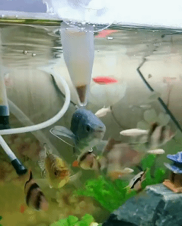 3PCS Automatic Fish Feeder Brine Shrimp Eggs Feeder Red Worm Feeding Funnel Cup Aquarium Accessories Betta Fish Food Feeding Tools