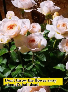 50ml Professional nutrient solution Root Stimulator for flowering potted plants Growth Hormones Nutrient Supplement Fertilizer