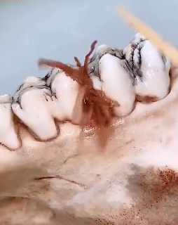 7Pcs Toothpick Set Metal Stainless Steel Oral Cleaning Tooth Flossing Portable Toothpick Floss Teeth Cleaner with Storage Tube