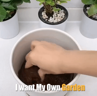 10PCS Compressed Nutrient Soil Nursery Block Peat Pellets for Garden Flowers Planting seedling blocks for Seedling Cultivation