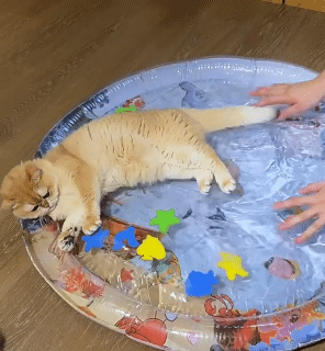 Sensory Water Mat Thickened Sensor Play Water Sensor Cat Mat Pet Supplies Cleaning Cooling Mat Summer Cat Pets Accessories