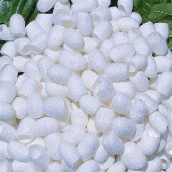 100pcs Female Fresh Natural Silkworm Cocoons Beauty & Healthy Skin Care Whitening Products White