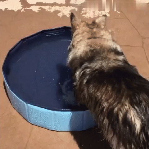Pet Portable Paw Pool Bathtub