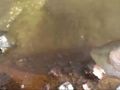 Easy Fish Hook Remover